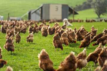 free range chicken farm with chook tractors and guardian dogs