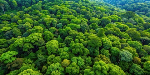 close-up view of lush green tree canopies in a dense forest, natural scenery, tree tops