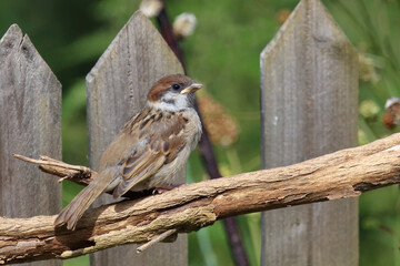 Feldsperling / Eurasian tree sparrow / Passer montanus