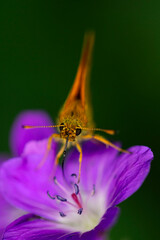 large skipper, a small butterfly (ochlodes sylvanus) is sucking on a blossom of a geranium or...