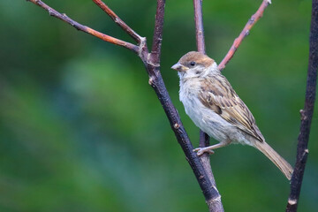 Feldsperling / Eurasian tree sparrow / Passer montanus.