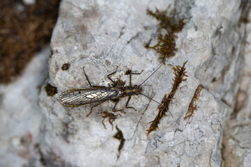 stonefly of dictyogenus species found in the northern Alps in southern Bavaria