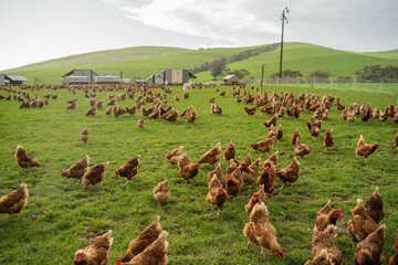free range chicken farm with chook tractors and guardian dogs © Phoebe
