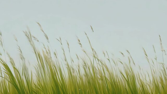 A seamless looping animation of mountain grass gently swaying in the wind, with fine details of each blade moving naturally, rendered with an alpha channel for easy background placement.
