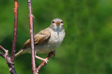 Haussperling / House sparrow / Passer domesticus