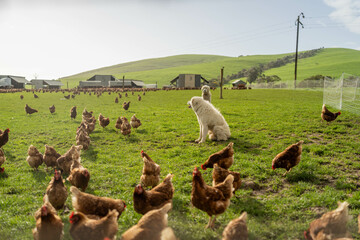 free range chicken farm with chook tractors and guardian dogs © Phoebe