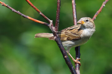 Haussperling / House sparrow / Passer domesticus