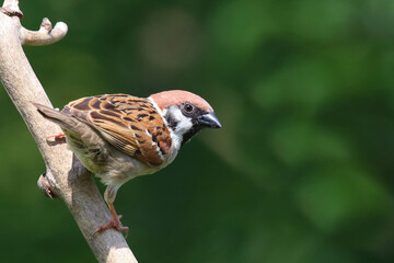 Feldsperling / Eurasian tree sparrow / Passer montanus