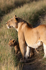 lionne et son petit