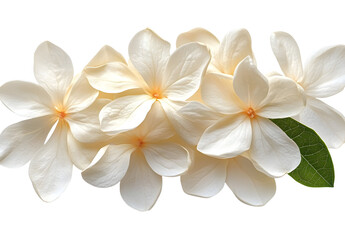 PNG Jasmin Flower flower petals leaves.