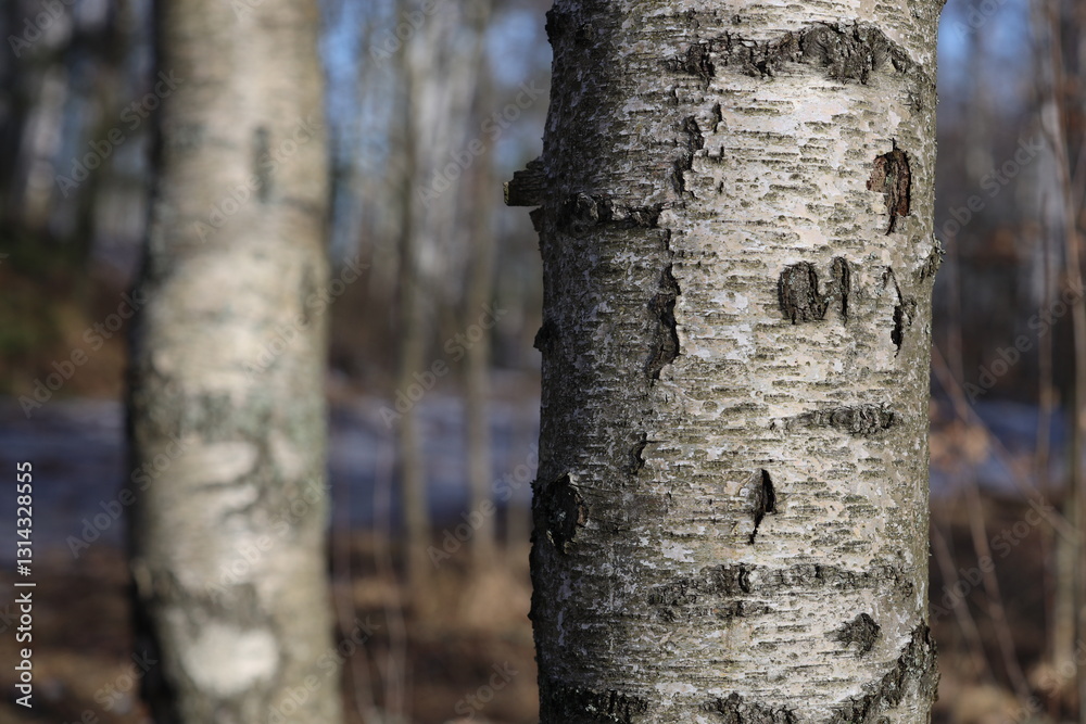 Poster Close-up shot of a tree trunk in a forest, ideal for nature-inspired designs and editorial content.