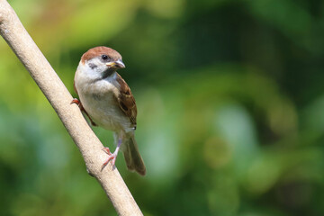 Feldsperling / Eurasian tree sparrow / Passer montanus