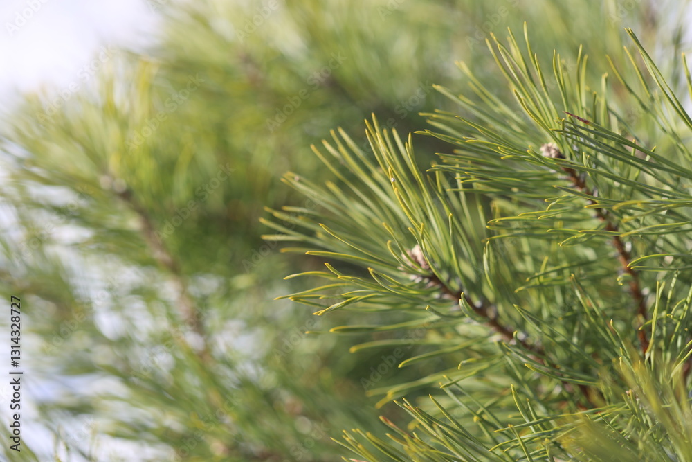 Poster A detailed view of a pine tree branch with needles and cones.