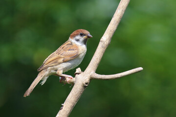 Feldsperling / Eurasian tree sparrow / Passer montanus
