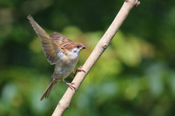 Feldsperling / Eurasian tree sparrow / Passer montanus..