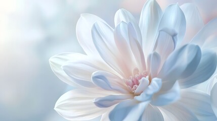 Soft and Delicate White Flower Bloom on Hazy Light Background for Health and Wellness Themes