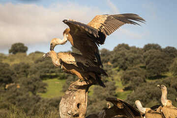 Close-up of a pair of griffon vultures in their mating ritual, horizontal