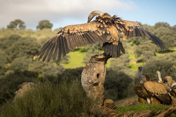 Close-up of the outstretched wings of a griffon vulture, perched on a log with several smaller...