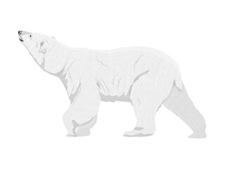 White polar bear looks up. Wild animals of the Arctic and the Arctic Circle. Realistic vector animal