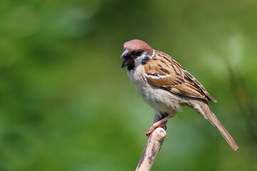 Feldsperling / Eurasian tree sparrow / Passer montanus