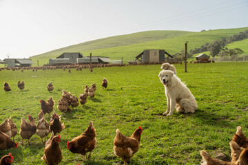 poultry farm with red chickens