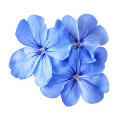 Fototapeta premium White plumbago or Cape leadwort flower. Close up small blue flower bouquet isolated on transparent background.