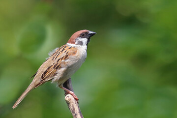 Feldsperling / Eurasian tree sparrow / Passer montanus