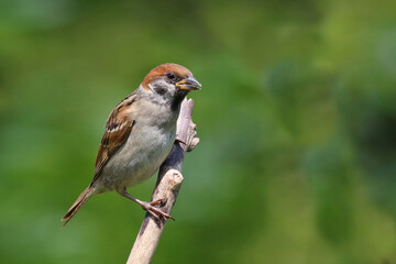 Feldsperling / Eurasian tree sparrow / Passer montanus
