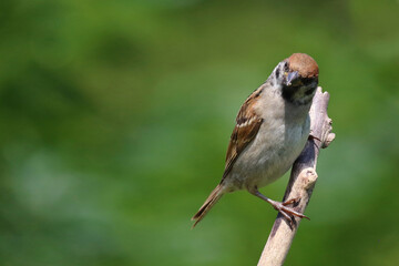 Feldsperling / Eurasian tree sparrow / Passer montanus