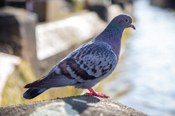 Pigeon Perched on Stone in Urban Setting