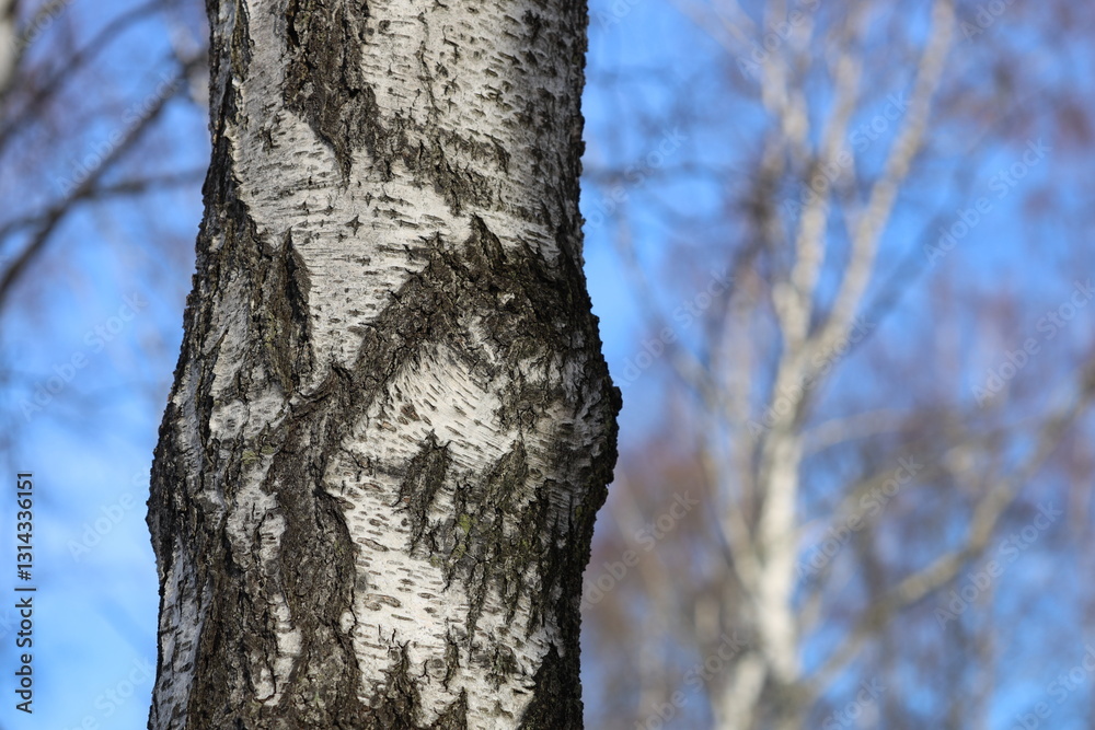 Poster a detailed view of a tree trunk with a blue sky visible behind.