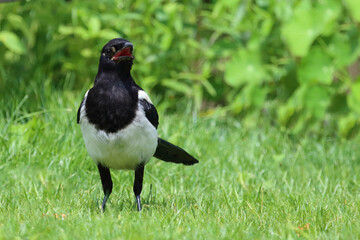 Elster / Eurasian magpie / Pica pica pica