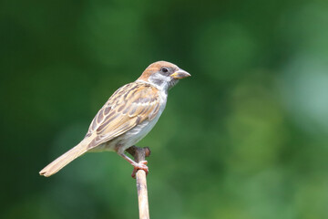 Feldsperling / Eurasian tree sparrow / Passer montanus