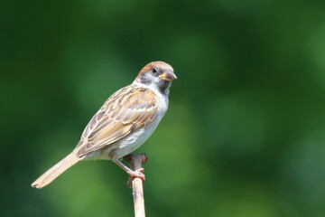 Feldsperling / Eurasian tree sparrow / Passer montanus