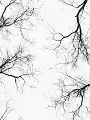 Fototapeta premium Monochrome minimalist abstract tree branches silhouette against bright sky