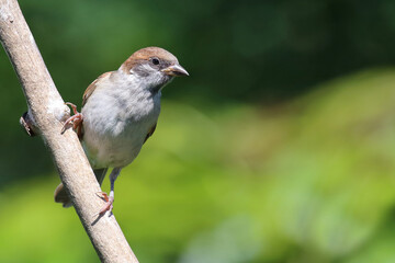 Feldsperling / Eurasian tree sparrow / Passer montanus