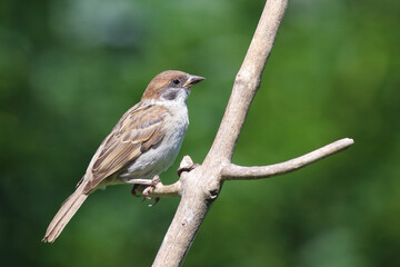 Feldsperling / Eurasian tree sparrow / Passer montanus