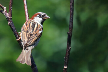 Haussperling / House sparrow / Passer domesticus