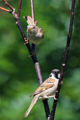 Feldsperling und Haussperling / Eurasian tree sparrow and House sparrow / Passer montanus et Passer...