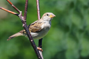 Haussperling / House sparrow / Passer domesticus