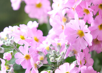 ピンクで春を呼ぶサクラソウ