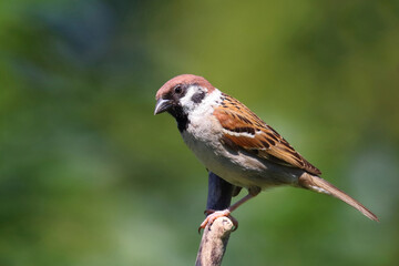 Feldsperling / Eurasian tree sparrow / Passer montanus