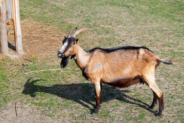 goat animal theme portrait farming creature country side pasture environment