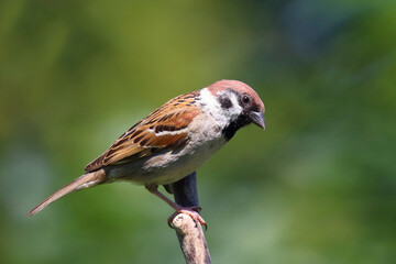 Feldsperling / Eurasian tree sparrow / Passer montanus