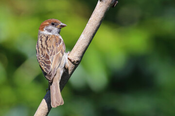 Feldsperling / Eurasian tree sparrow / Passer montanus