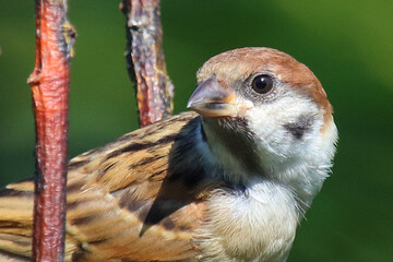 Feldsperling / Eurasian tree sparrow / Passer montanus