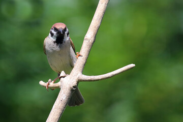 Feldsperling / Eurasian tree sparrow / Passer montanus