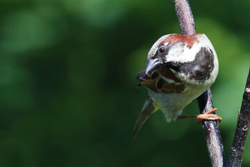 Haussperling / House sparrow / Passer domesticus