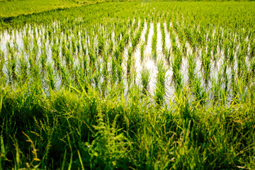 Scenery of paddy fields at dusk, summer