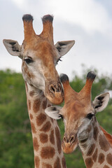 Girafe et son petit